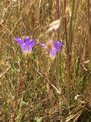 Brodiaea elegans elegans