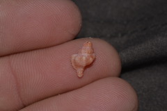Chicoreus denudatus