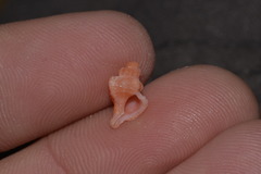 Chicoreus denudatus