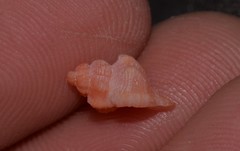 Chicoreus denudatus