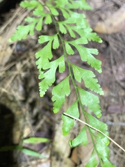 Lindsaea microphylla