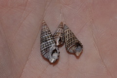 Cerithium coralium