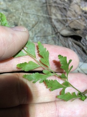 Lindsaea microphylla