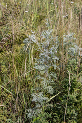 Artemisia messerschmidtiana