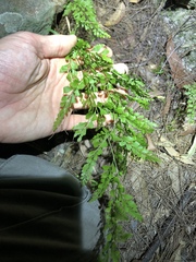 Lindsaea microphylla