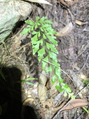 Lindsaea microphylla