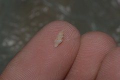 Guraleus pictus