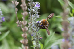 Xylocopa phalothorax