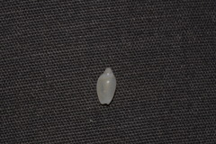 Austroginella translucida