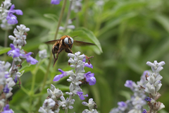 Xylocopa phalothorax