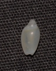 Austroginella translucida