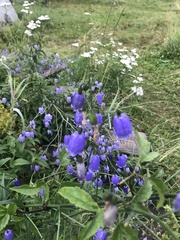 Adenophora stenanthina