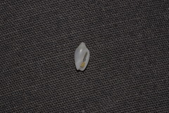 Austroginella translucida