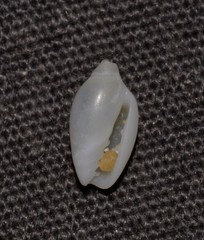 Austroginella translucida