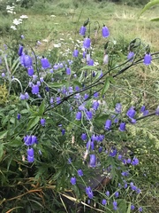 Adenophora stenanthina