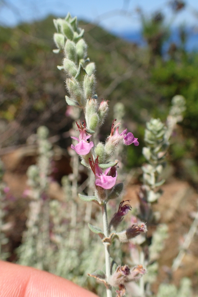 Cat Thyme from Île de Port-Cros, Hyères, France on June 25, 2020 at 12: ...