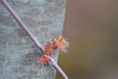 Acer rubrum rubrum