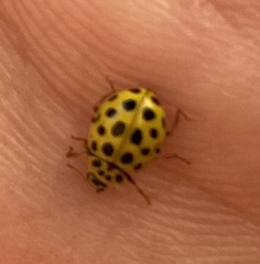 Psyllobora vigintiduopunctata