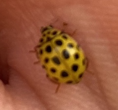 Psyllobora vigintiduopunctata