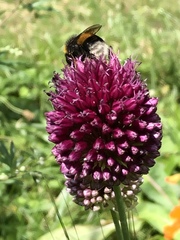 Bombus