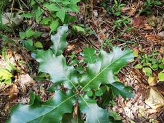 Quercus runcinatifolia