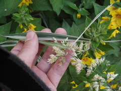 Phalaris arundinacea picta