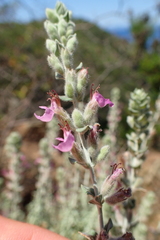 Teucrium marum