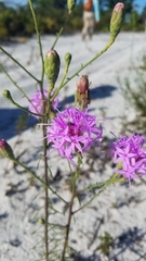 Liatris ohlingerae