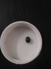 Brachyplatys subaeneus