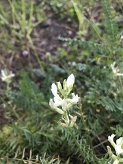 Oxytropis baicalia