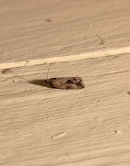 Endothenia nubilana