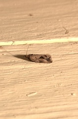 Endothenia nubilana