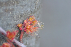 Acer rubrum rubrum