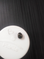 Brachyplatys subaeneus