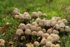 Psathyrellaceae