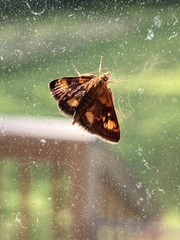 Pyrausta orphisalis