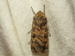 Euxoa comosa