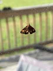 Pyrausta orphisalis