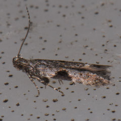 Aristotelia isopelta