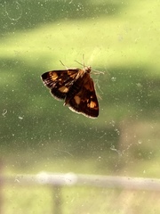 Pyrausta orphisalis