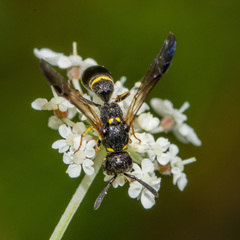 Symmorphus canadensis