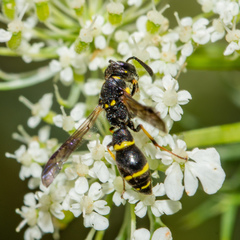 Symmorphus canadensis