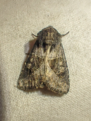 Oligia obtusa