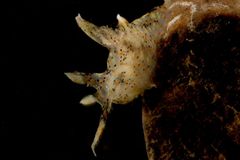 Thecacera