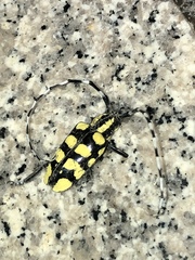 Anoplophora horsfieldii
