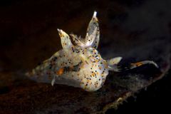 Thecacera