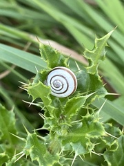 Helicella itala