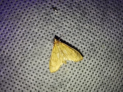 Loxomorpha flavidissimalis