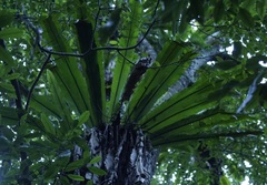 Thamnopteris