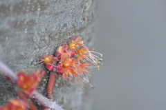 Acer rubrum rubrum